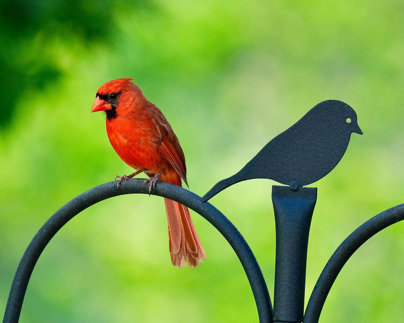 A cardinal perched on a porch railing beside an old family photo, evoking a sign from a departed grandparent